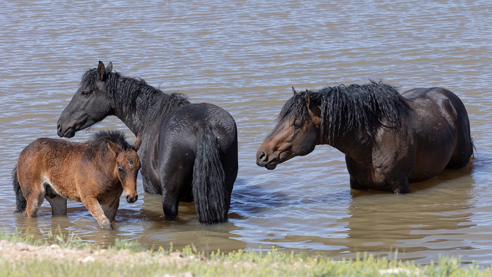 The Salt Wells Creek mustang herd includes are curly-haired horses. For now at least, the horses will remain free, as a federal court ruled against a Bureau of Land Management plan to round them up.