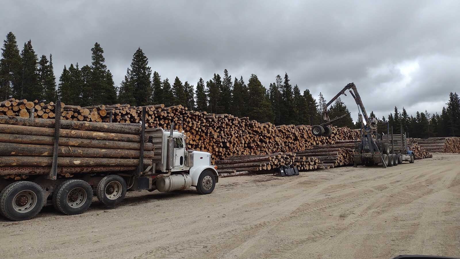 Tons of timber cut fighting last year’s Elk Fire will be sold for lumber and firewood instead of being wasted, helping local contractors. The fire burned nearly 100,000 acres across the eastern face of Wyoming’s Bighorn Mountains.