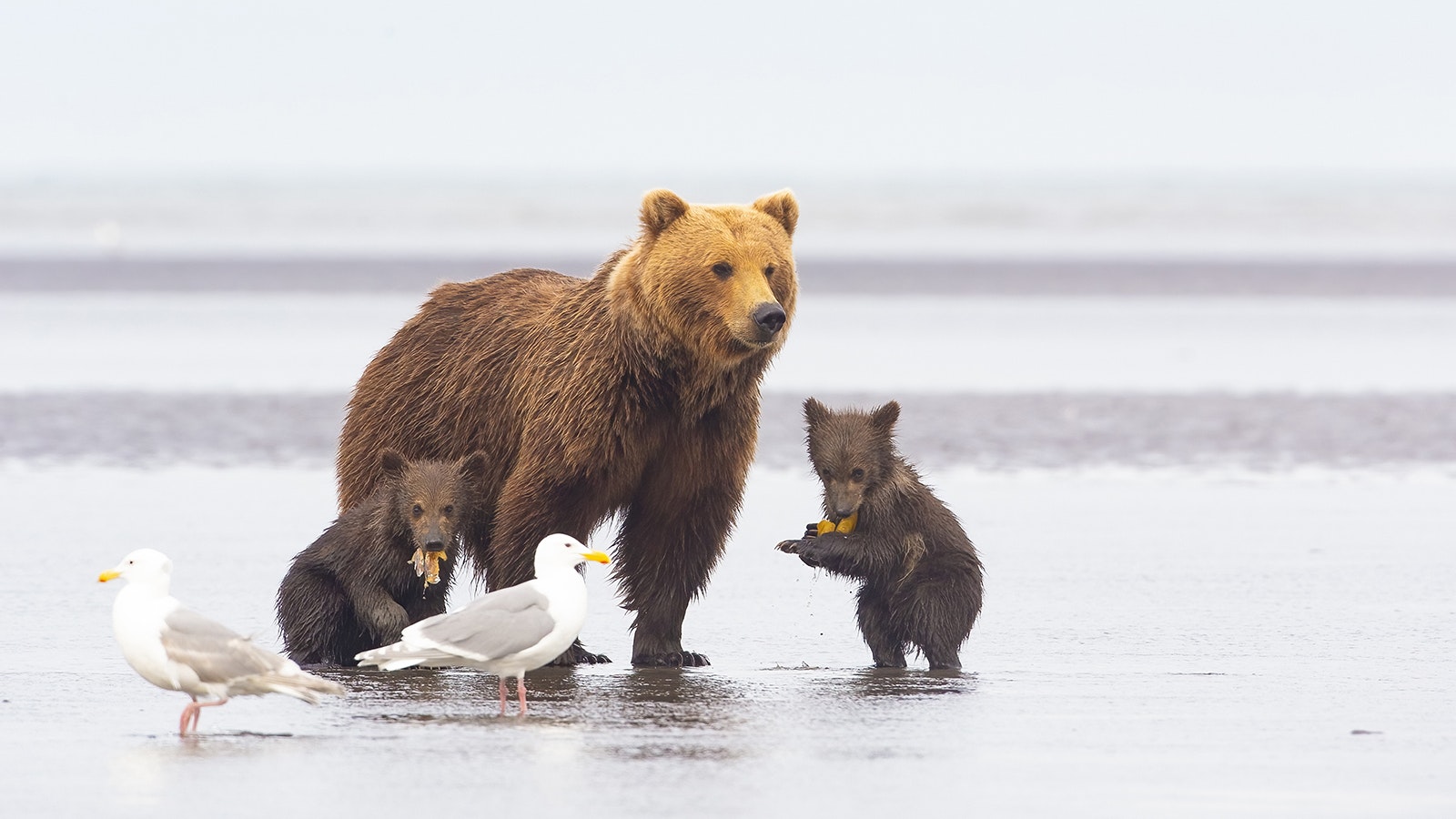 Ron Hayes chose a variety of wildlife moms interacting with their young for the book "Let Me Tell You About My Mom," including bears and elk.