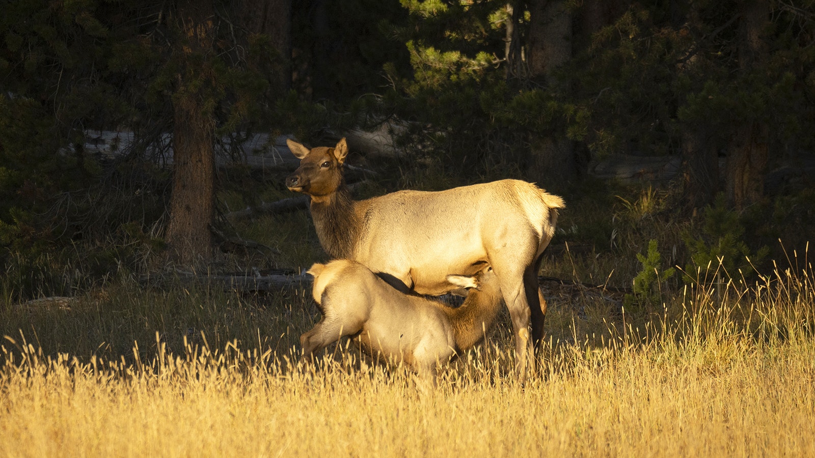 Ron Hayes chose a variety of wildlife moms interacting with their young for the book "Let Me Tell You About My Mom," including bears and elk.