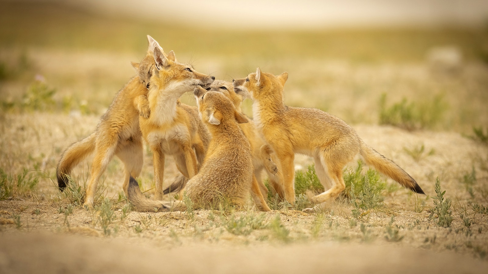 The swift fox is Douglas photographer Ron Hayes' favorite animal to take pictures of and is featured in "Let Me Tell You about My Mom."