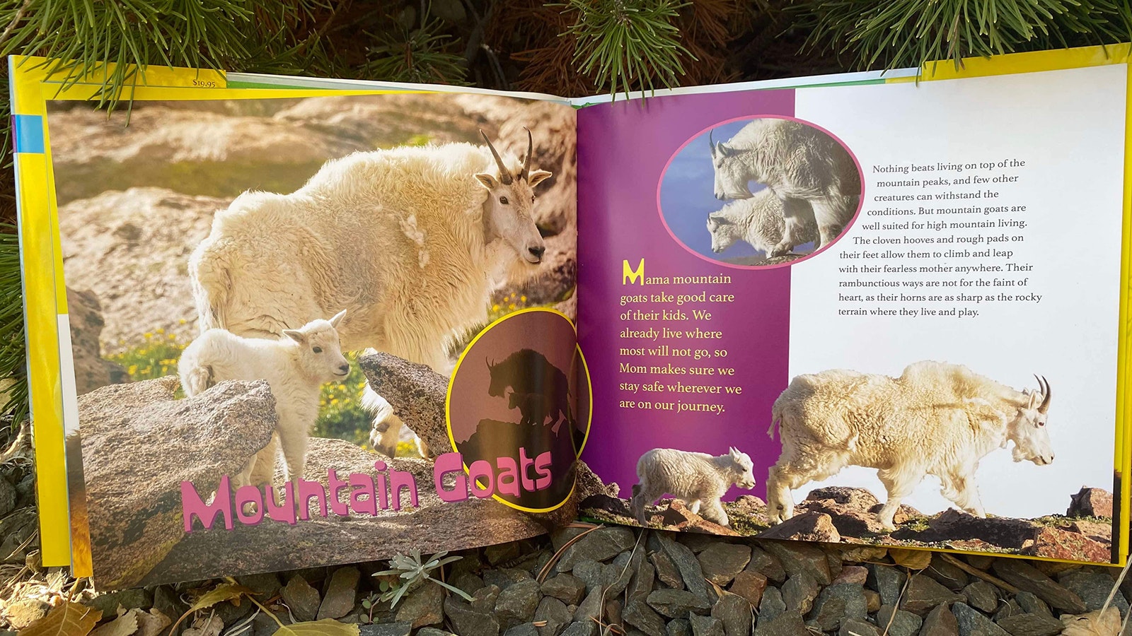 The book shares photos and information about a variety of animals including mountain goats, swift foxes and loons.