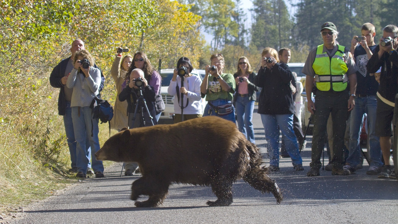 People crowding wildlife — trying to outdo each other to get the best photo — is increasingly a problem in Wyoming.