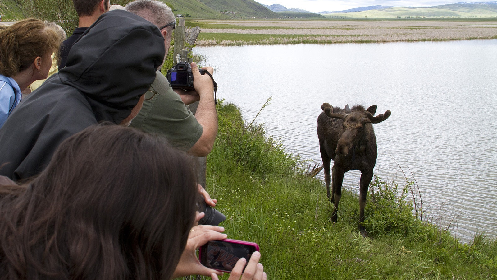 People crowding wildlife — trying to outdo each other to get the best photo — is increasingly a problem in Wyoming.