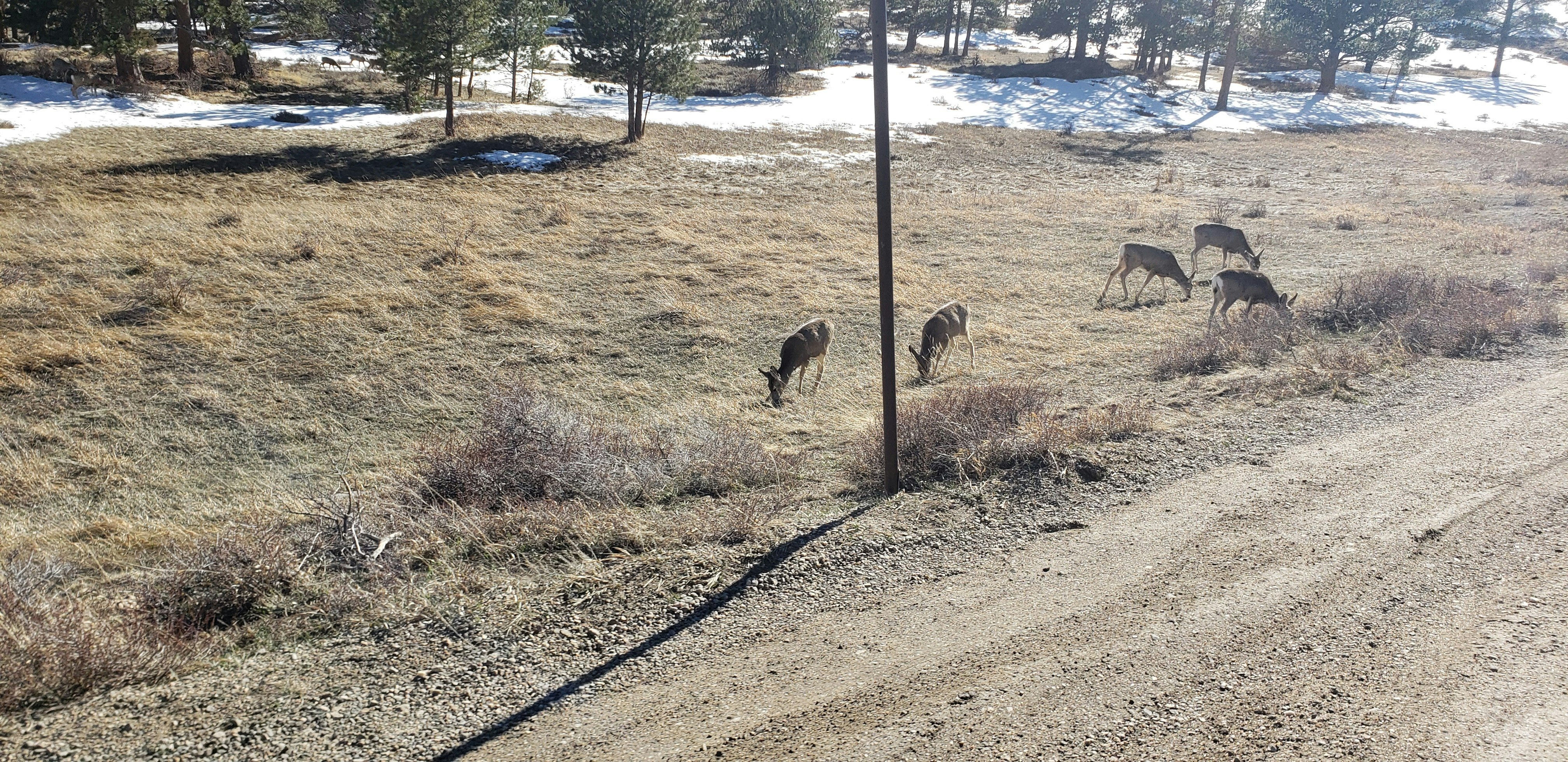 Wildlife are a common site in and around RMNP