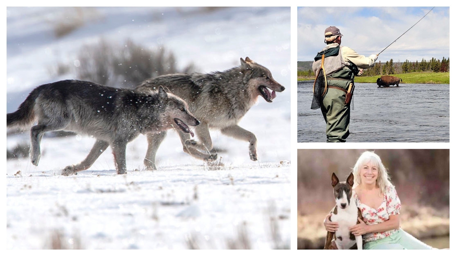 A “clean-kill” predator law prompted by the high-profile torture of a wolf leads a list of new Wyoming wildlife laws. This 2025 session also saw new regulations for fishing guides and dogs caught in traps.