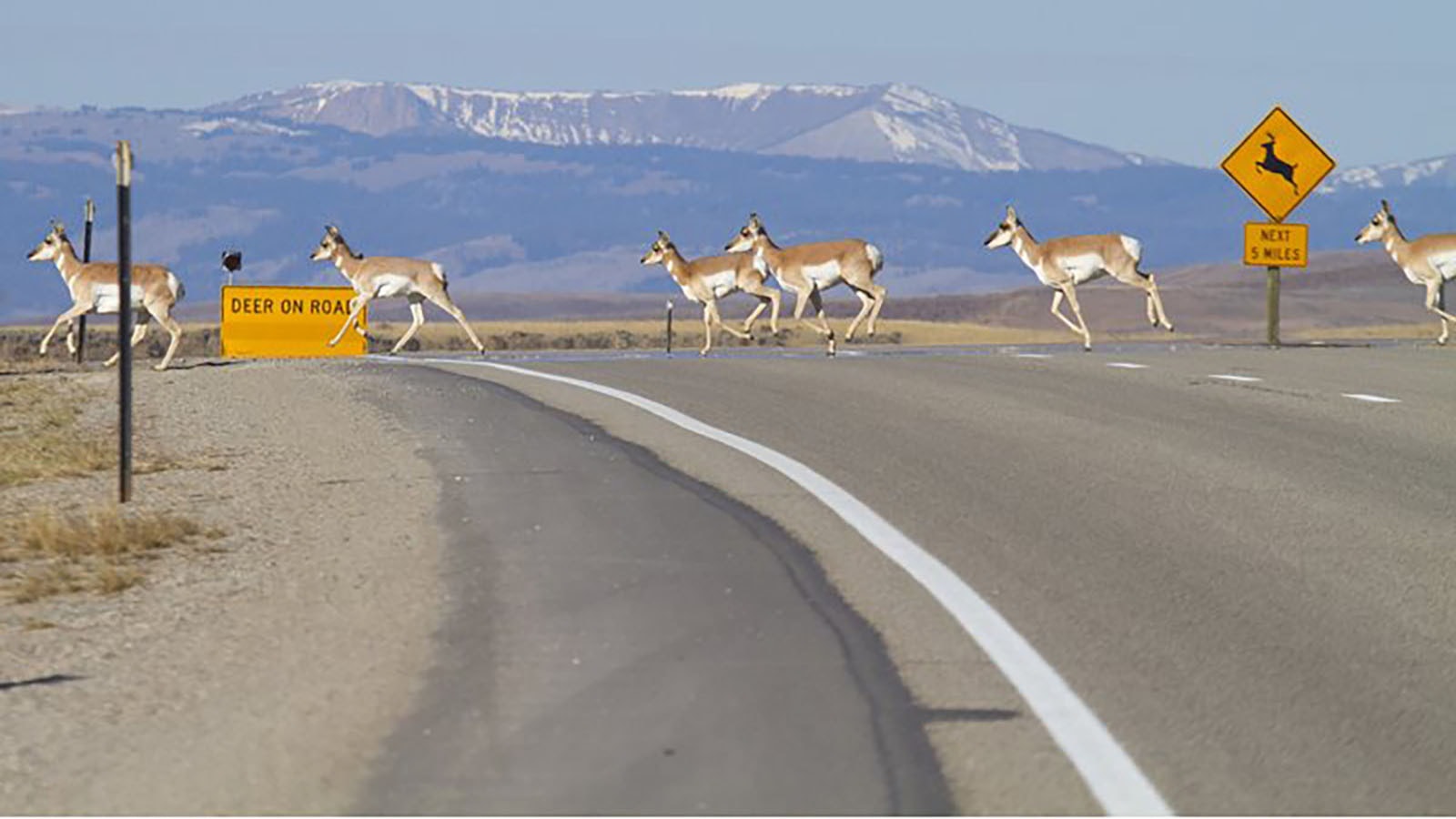 Wildlife crossing 12 5 23