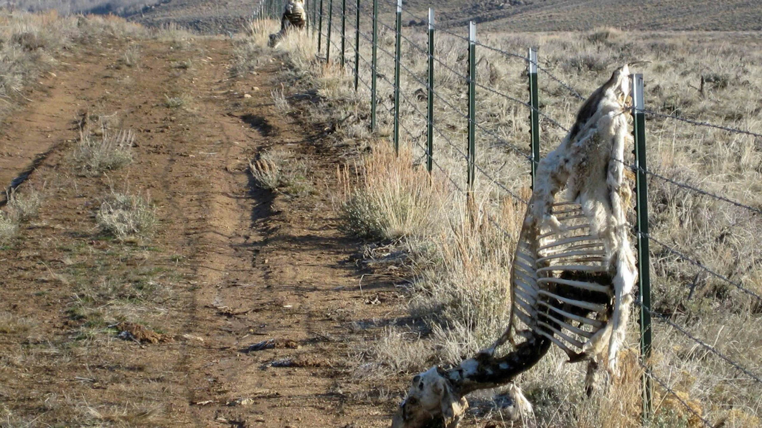 Wildlife fencing 6 29 22 scaled