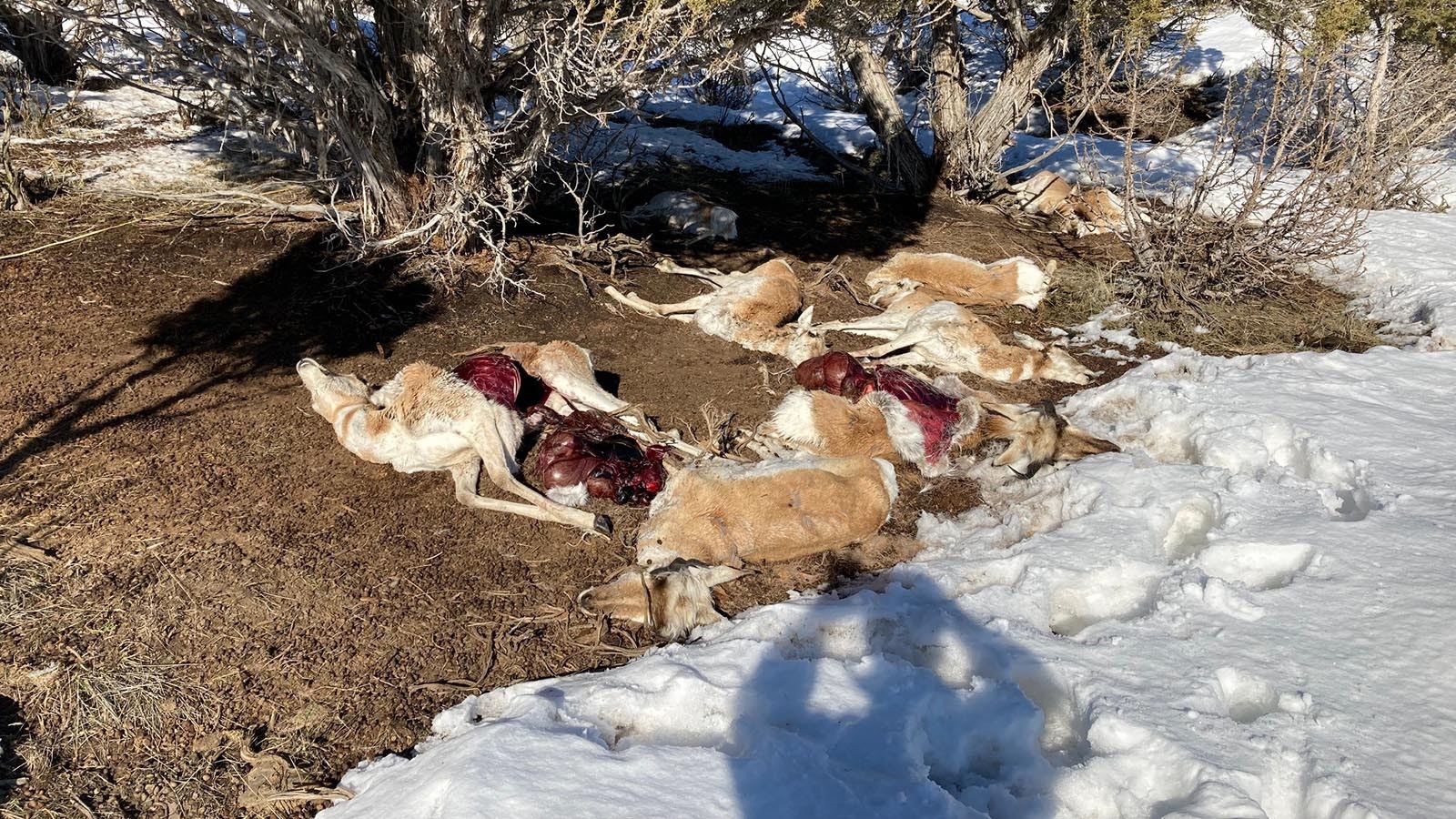 Unraveling “whodunit” mysteries when cattle or big game animals are killed by predators can be a gory, gooey business, but there’s vital clues in the carcasses for those who know how to look.