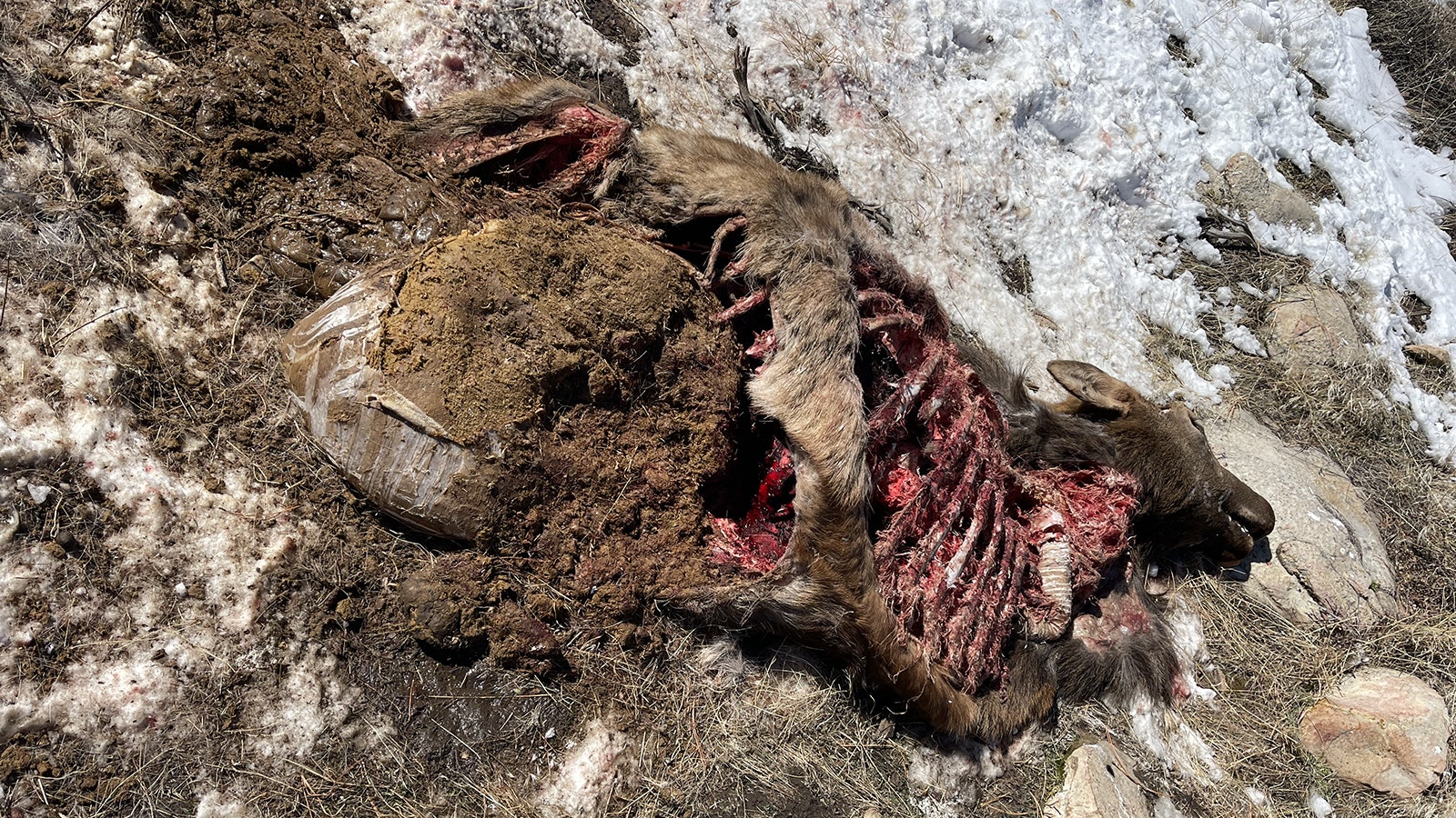 This elk was probably already long dead when a mountain lion scavenged the carcass, according to evidence at the scene.