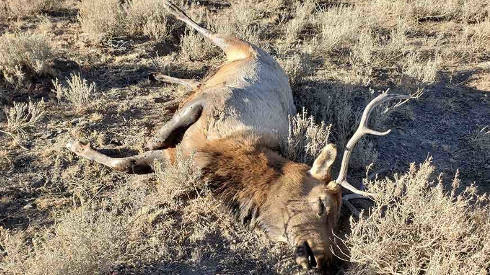 Unraveling “whodunit” mysteries when cattle or big game animals are killed by predators can be a gory, gooey business, but there’s vital clues in the carcasses for those who know how to look.