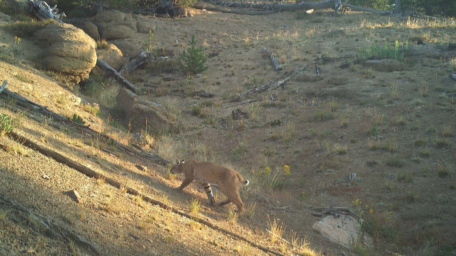 A recent grizzly bear study in Yellowstone National Park involving 120 remote cameras also captured photos of other wildlife, such as this bobcat.