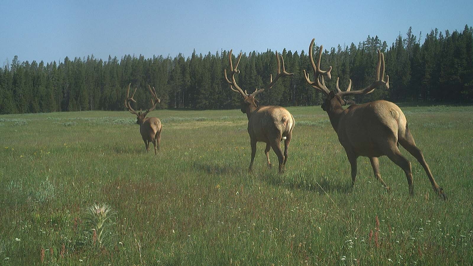 A recent grizzly bear study in Yellowstone National Park involving 120 remote cameras also captured photos of other wildlife, such as these elk.