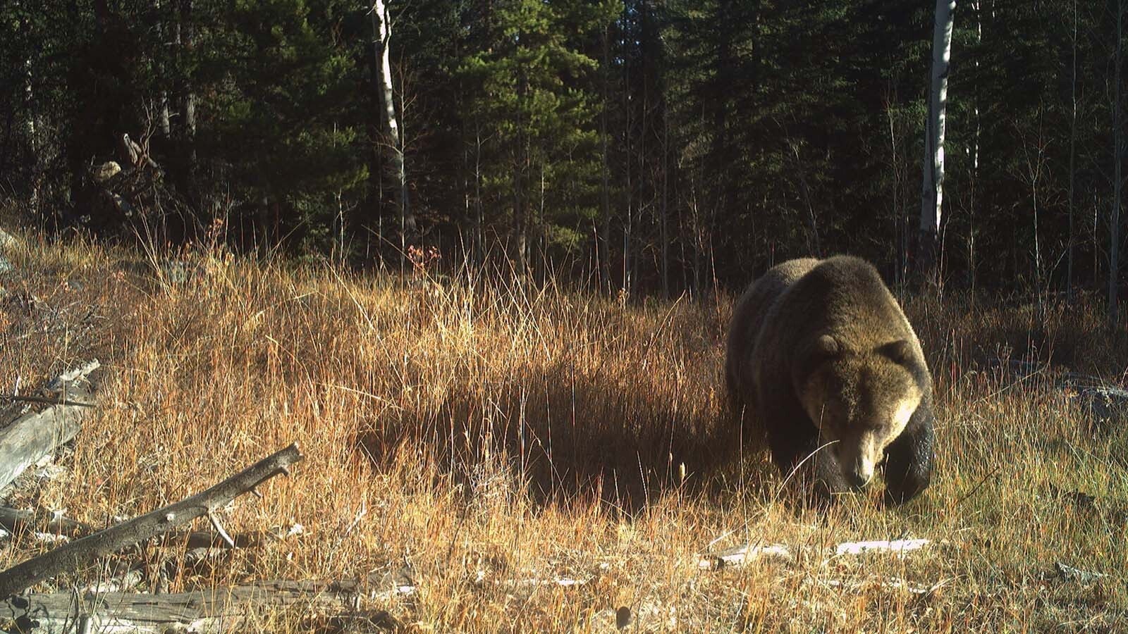 A recent grizzly bear study in Yellowstone National Park involved 120 remote cameras set up around the park, to capture photos of the bears’ activity.