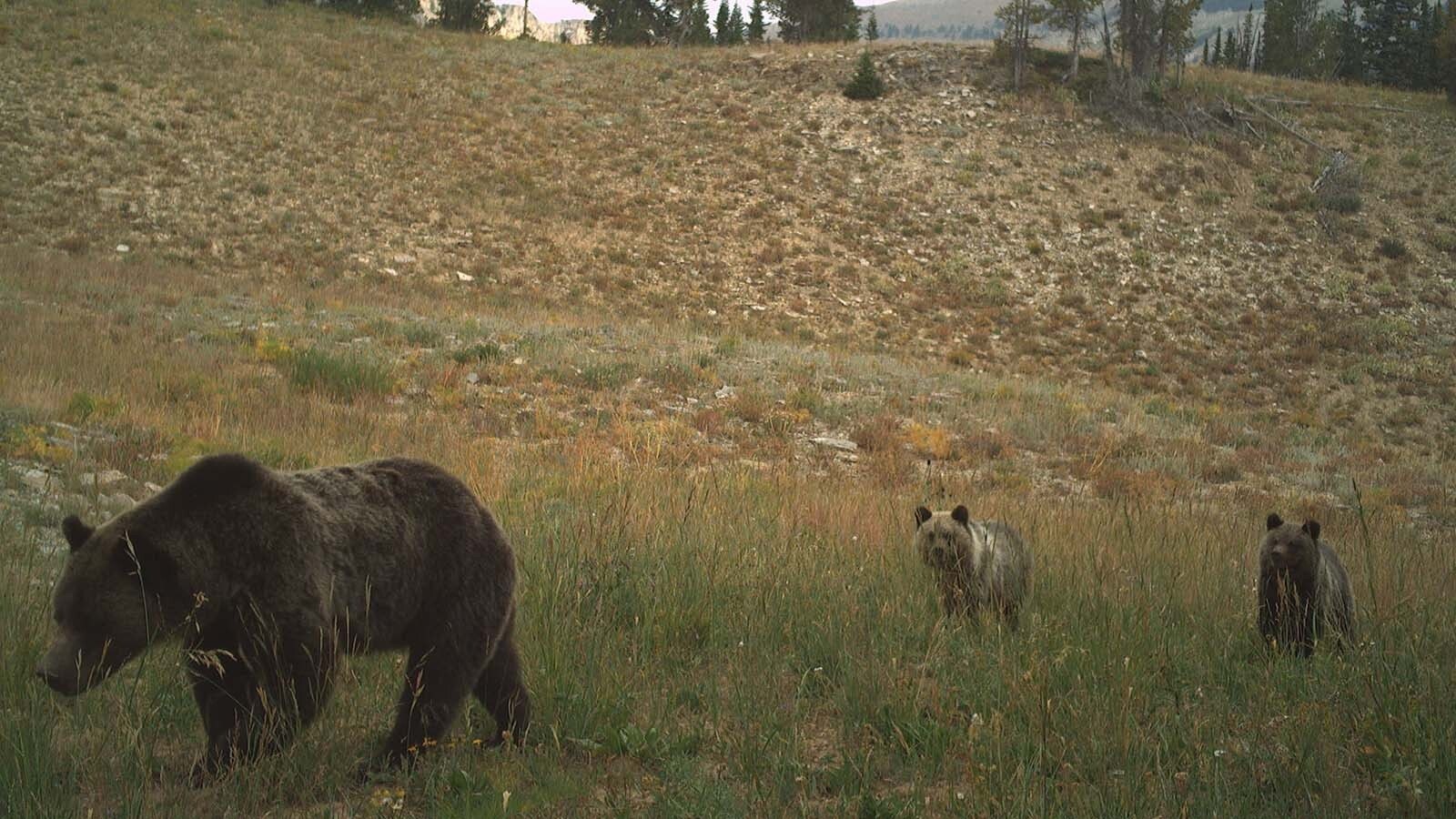 A recent grizzly bear study in Yellowstone National Park involved 120 remote cameras set up around the park, to capture photos of the bears’ activity.