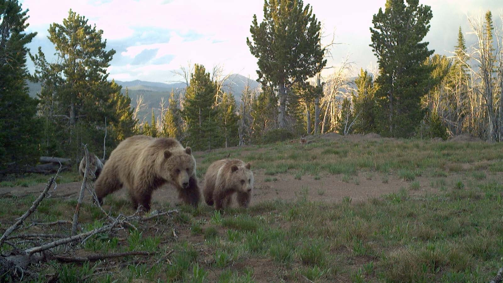 A recent grizzly bear study in Yellowstone National Park involved 120 remote cameras set up around the park, to capture photos of the bears’ activity.