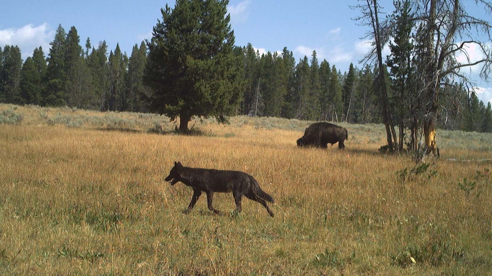 A recent grizzly bear study in Yellowstone National Park involving 120 remote cameras also captured photos of other wildlife, such as this wolf and bison.