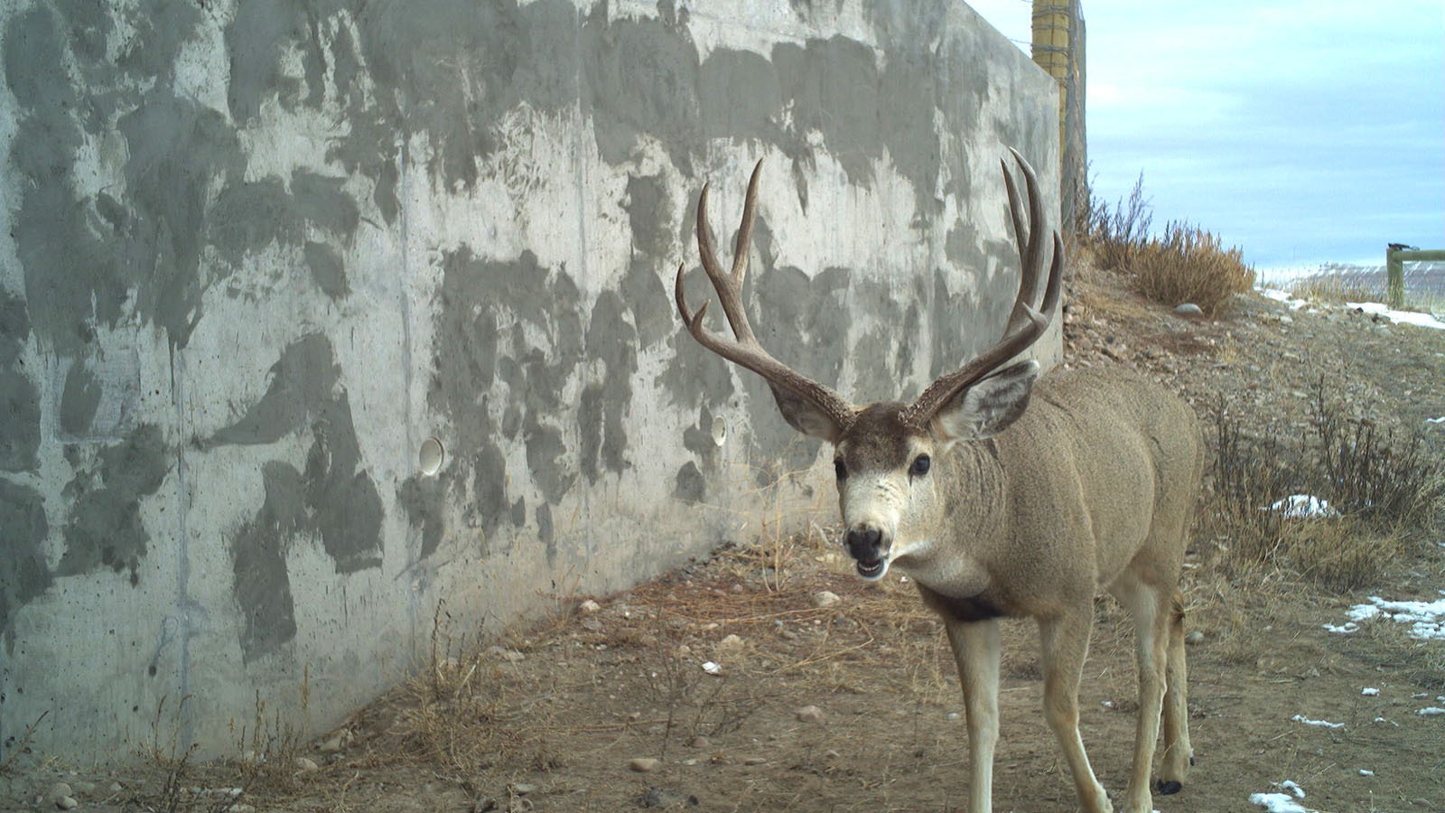 A large mule deer buck makes his way through a wildlife underpass along Highway 189 between La Barge and Big Piney.