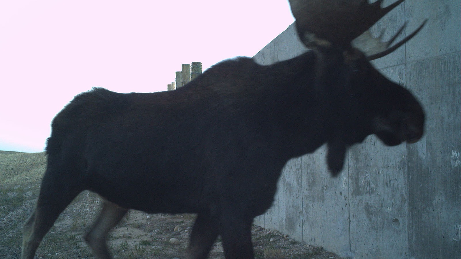 A bull moose uses a wildlife underpass on Highway 189 between La Barge and Big Piney.