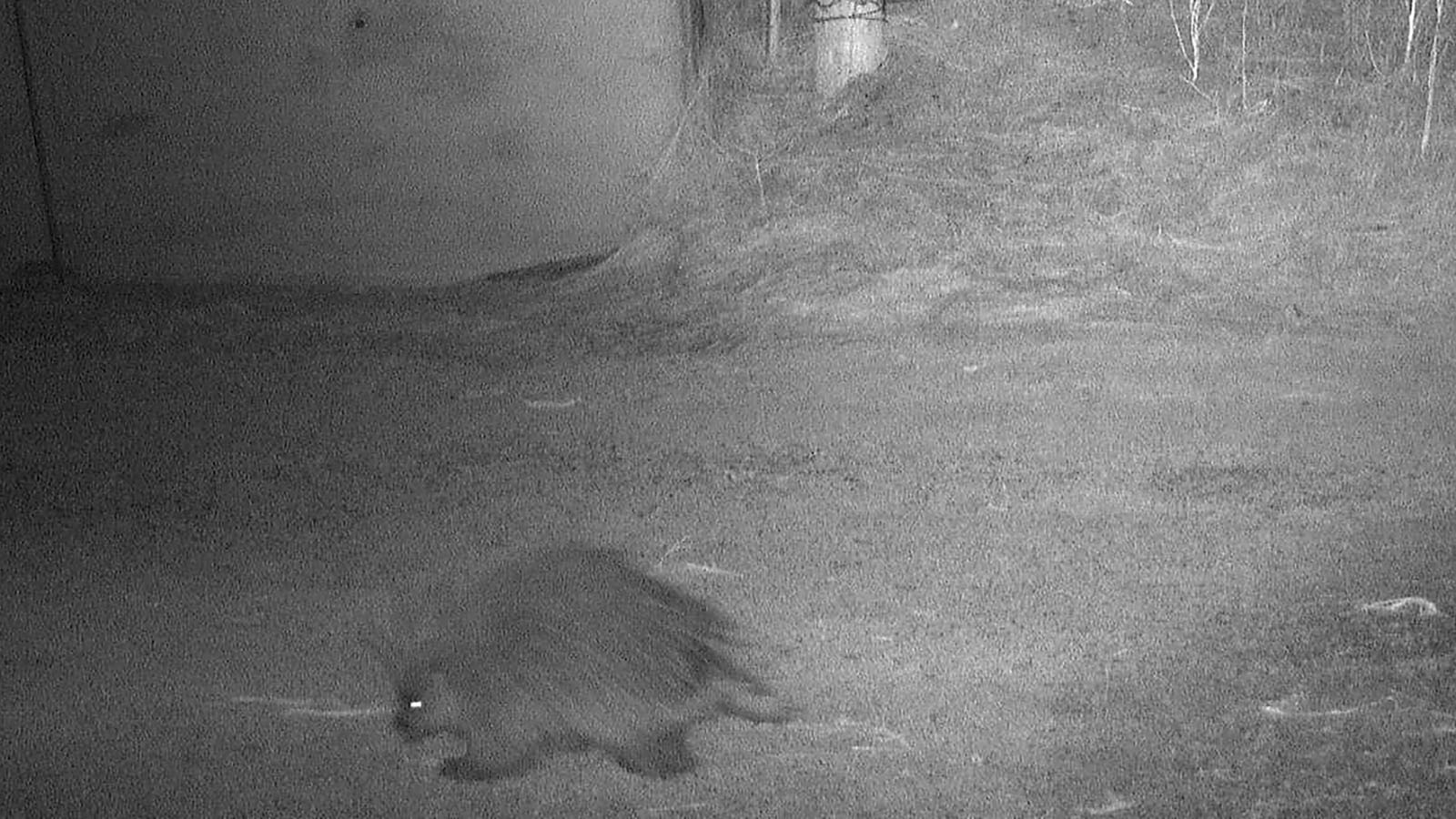 Along with big game animals, smaller critters like this porcupine have taken advantage of wildlife underpasses along Highway 189 between La Barge and Big Piney.