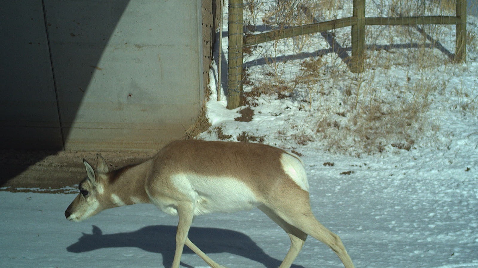 Antelope have joined deer and moose in using wildlife underpasses along Highway 189 between La Barge and Big Piney.