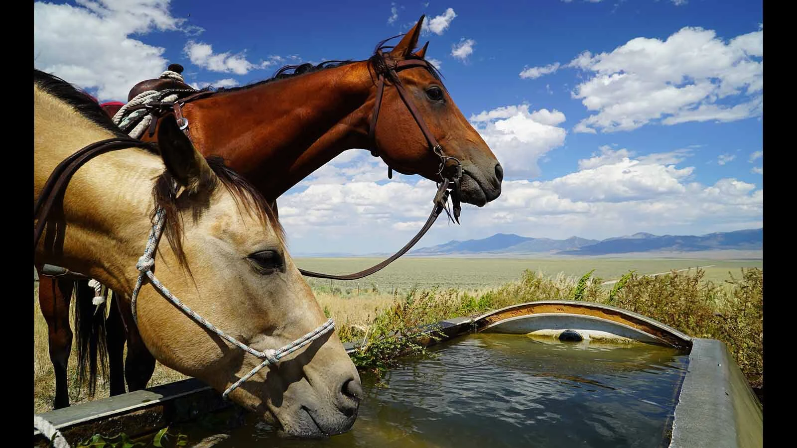 Colorado cowboy and journalist Will Grant rode all 2,000 miles of the Pony Express trail on horseback. His trip was inspired by the legacy of America’s pioneers, and he said their Code-of-the-West grit and hospitality is still alive, especially in Wyoming.