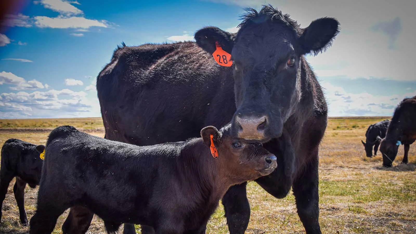 At Williamson Land and Cattle, based in Moorcroft, drought-related selloffs happen every year. But this year feels different, said Jeran Williamson, who handles marketing for the family business. “Drought forces cattle to have to move,” Williamson said.