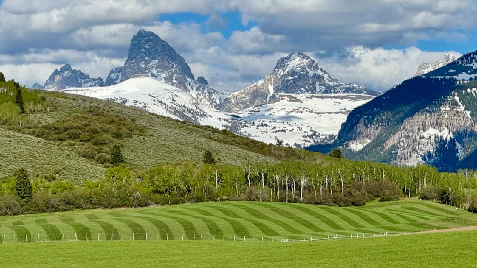 Green fields on the Wilson farm in Alta. (