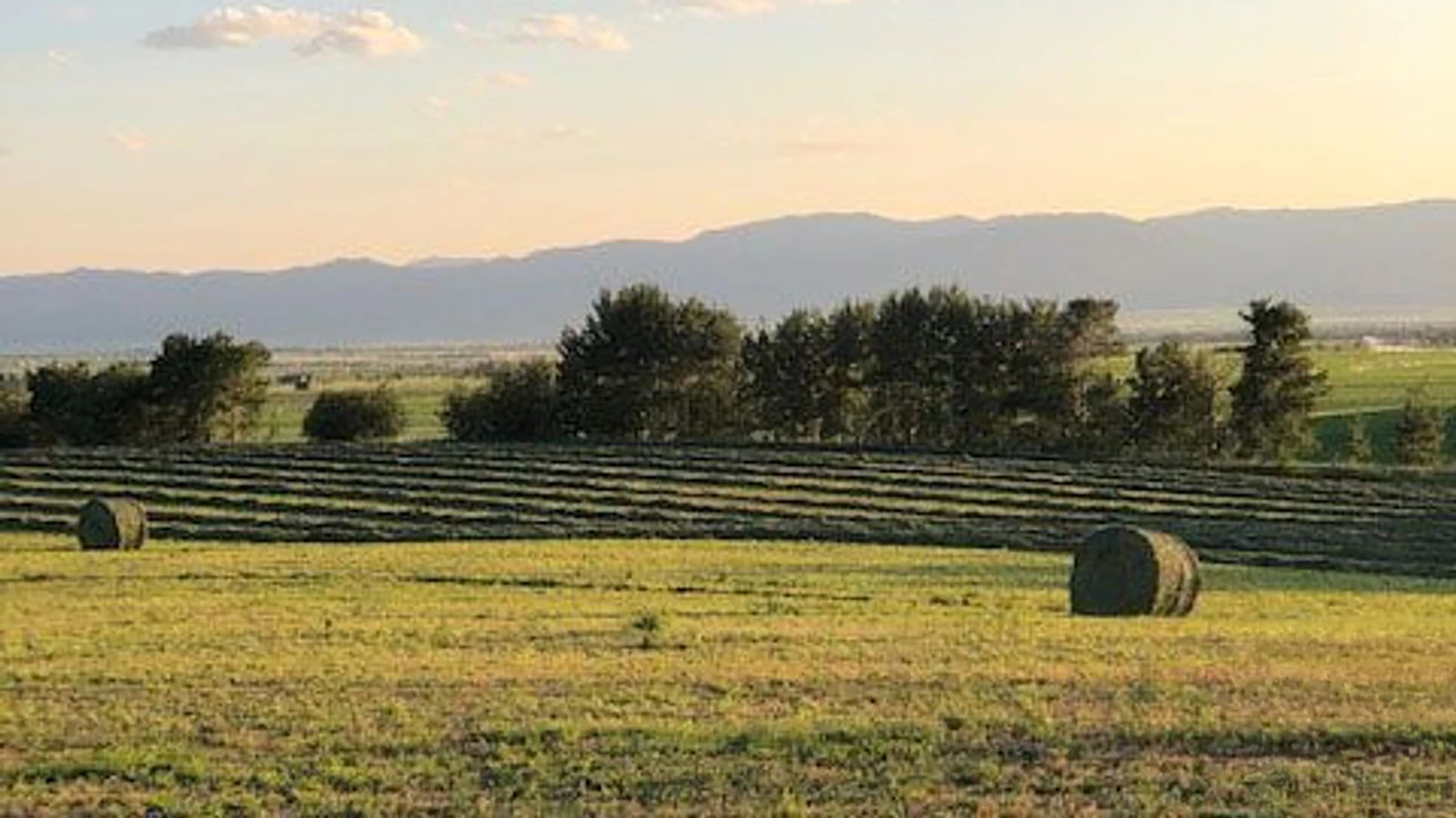 Rows of hay are prepared to be rolled into bales at the Wilson farm in Alta.