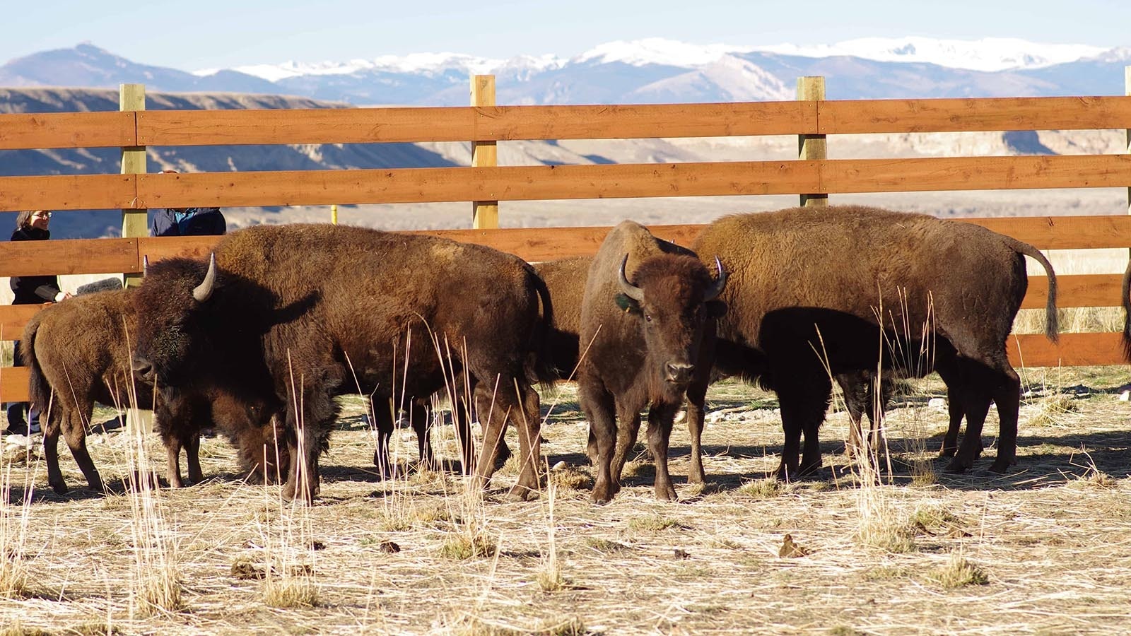 A small herd of bison in a pen awaiting their release onto the Wind River Reservation in 2017.