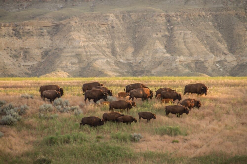 A rancher is urging Wyoming lawmakers to clarify a “catch-22” of legal loopholes over tribal bison when the animals trample the fences and hay of tribal neighbors. Another says it the proposal also can be used to expand the size of reservations.
