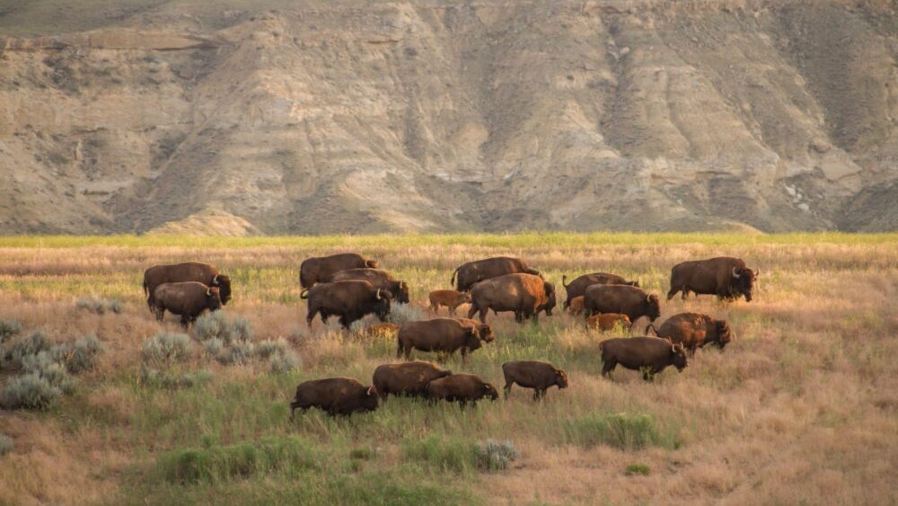 A rancher is urging Wyoming lawmakers to clarify a “catch-22” of legal loopholes over tribal bison when the animals trample the fences and hay of tribal neighbors. Another says it the proposal also can be used to expand the size of reservations.