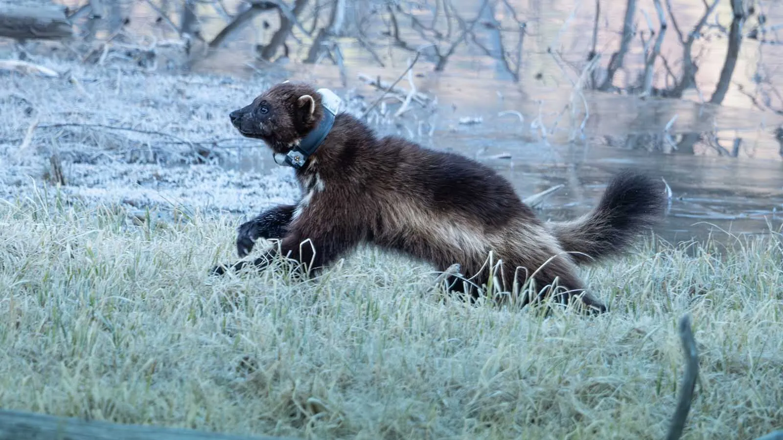This wolverine was spotted earlier this month near the Lower Green River Lakeside Trail in the Wind River Mountains.