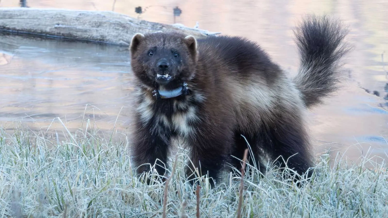 This wolverine was spotted last weekend near the Lower Green River Lakeside Trail in the Wind River Mountains.