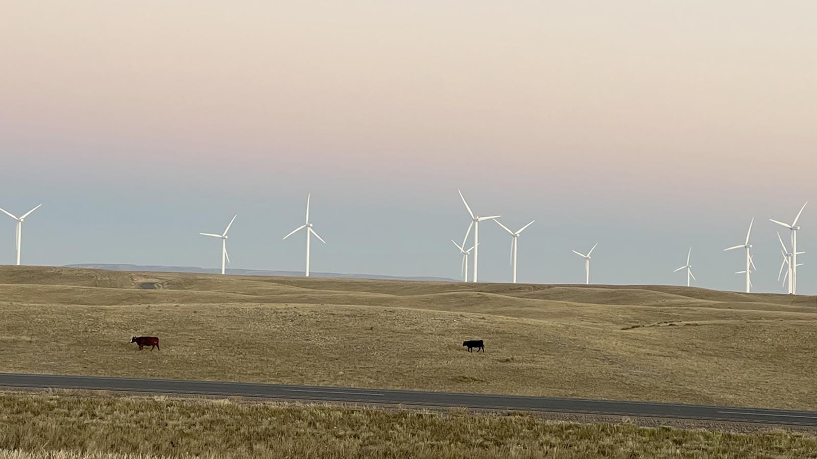 Wind and cows
