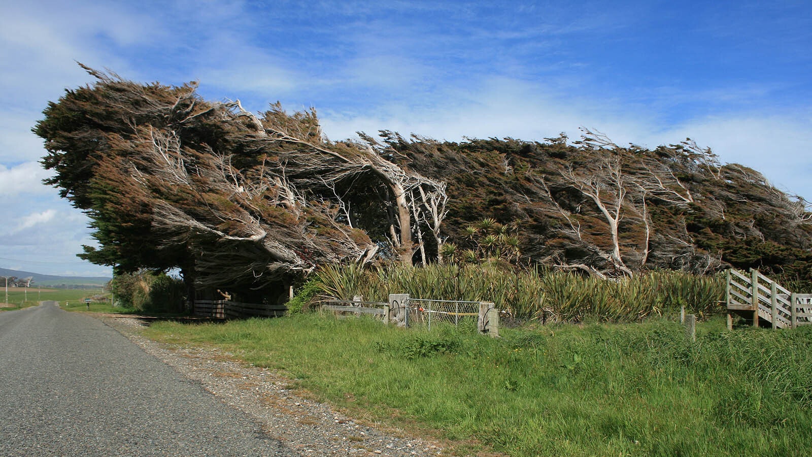 Wyoming's strong and consistent winds often alter how trees grow.