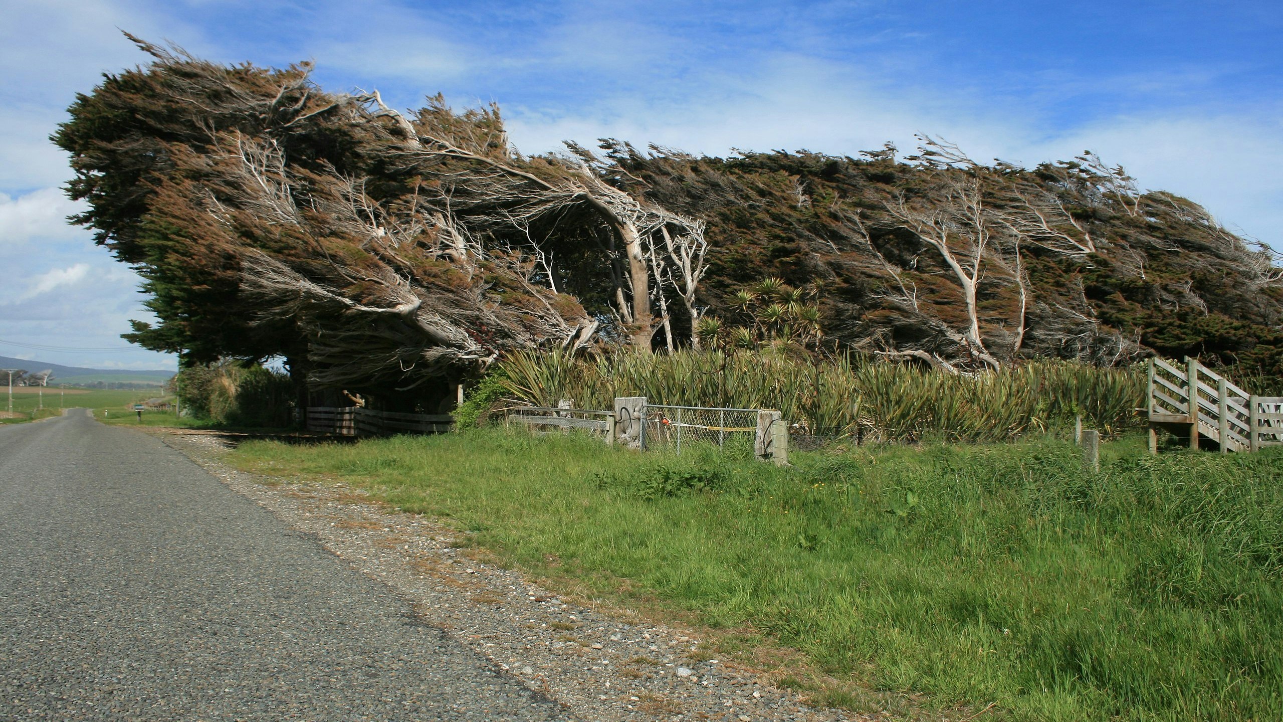 Wind bent trees 7 17 23