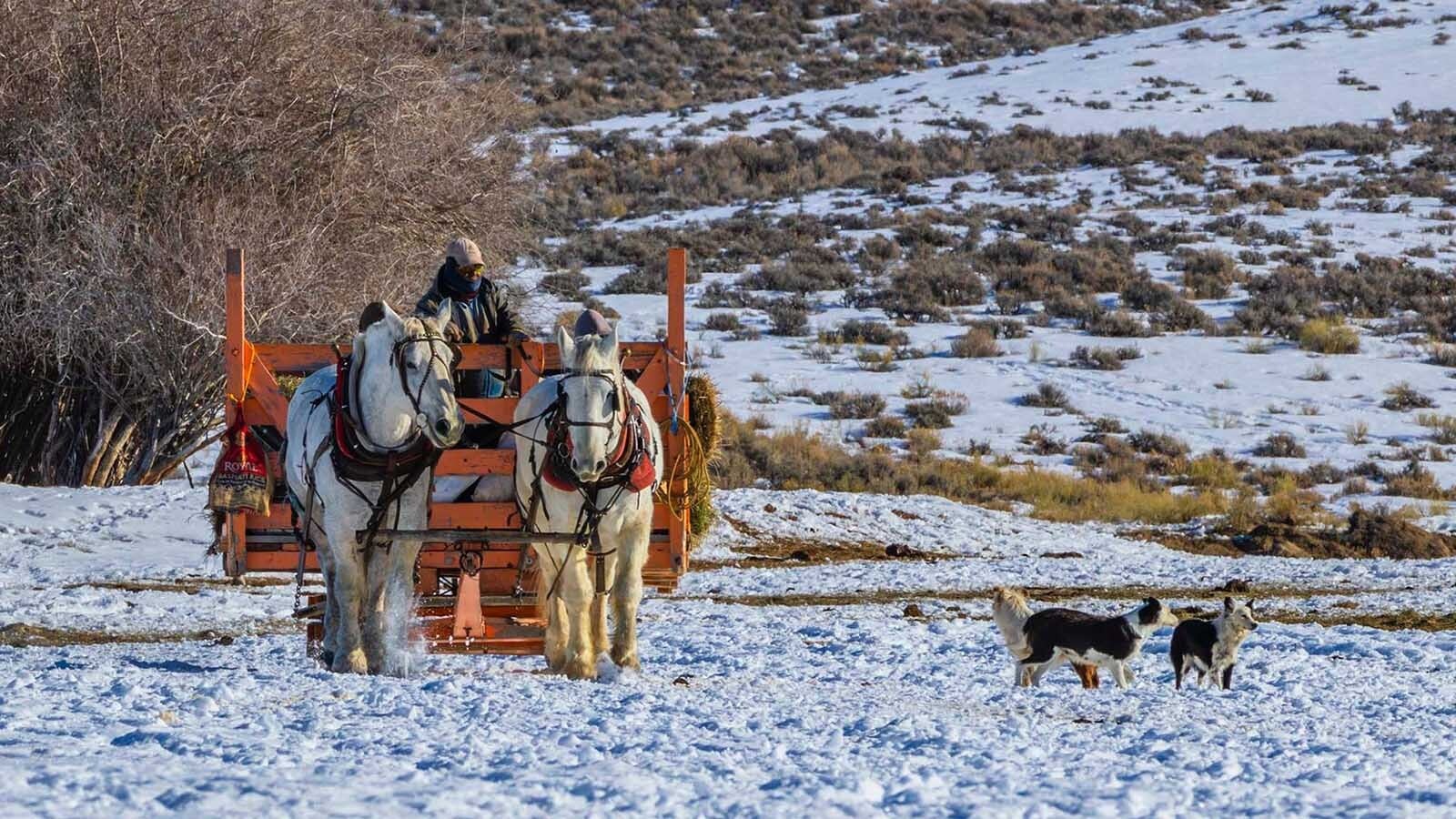 The traditional practice of feeding livestock in winter from a horse-drawn sleigh seems labor-intensive and less efficient than using modern technology. Some Wyoming ranchers do it anyway — a nod to old-time Western ranching.