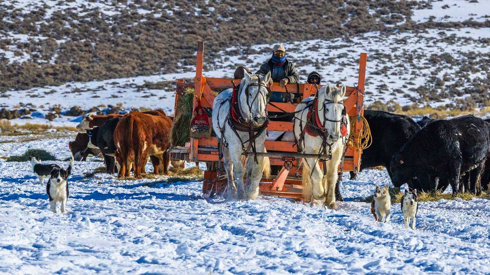 The traditional practice of feeding livestock in winter from a horse-drawn sleigh seems labor-intensive and less efficient than using modern technology. Some Wyoming ranchers do it anyway — a nod to old-time Western ranching.