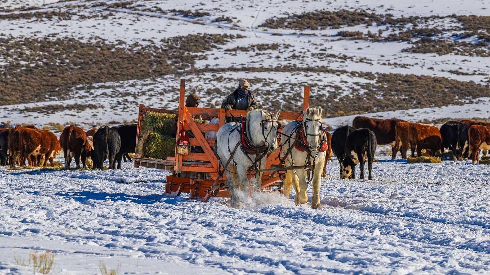 The traditional practice of feeding livestock in winter from a horse-drawn sleigh seems labor-intensive and less efficient than using modern technology. Some Wyoming ranchers do it anyway — a nod to old-time Western ranching.