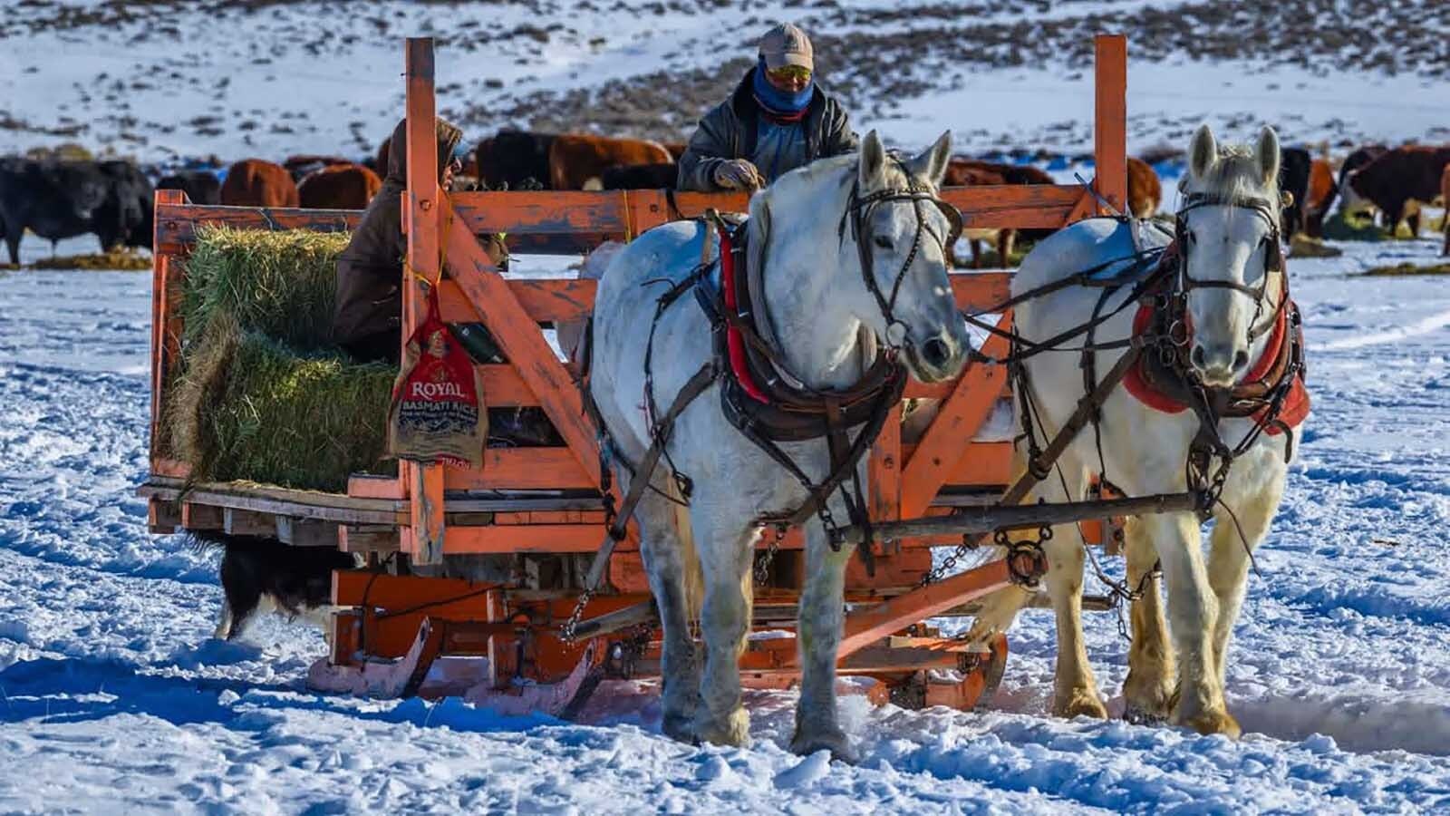 The traditional practice of feeding livestock in winter from a horse-drawn sleigh seems labor-intensive and less efficient than using modern technology. Some Wyoming ranchers do it anyway — a nod to old-time Western ranching.