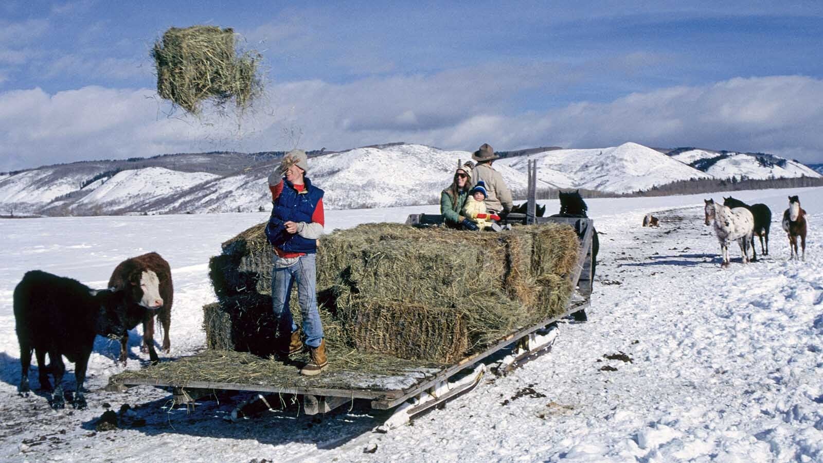 Feeding cattle from a sleigh is preferred by some ranchers in the Rocky Mountain West.