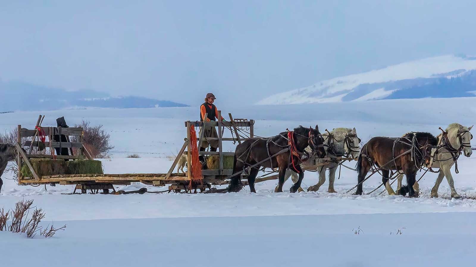 The traditional practice of feeding livestock in winter from a horse-drawn sleigh seems labor-intensive and less efficient than using modern technology. Some Wyoming ranchers do it anyway — a nod to old-time Western ranching.