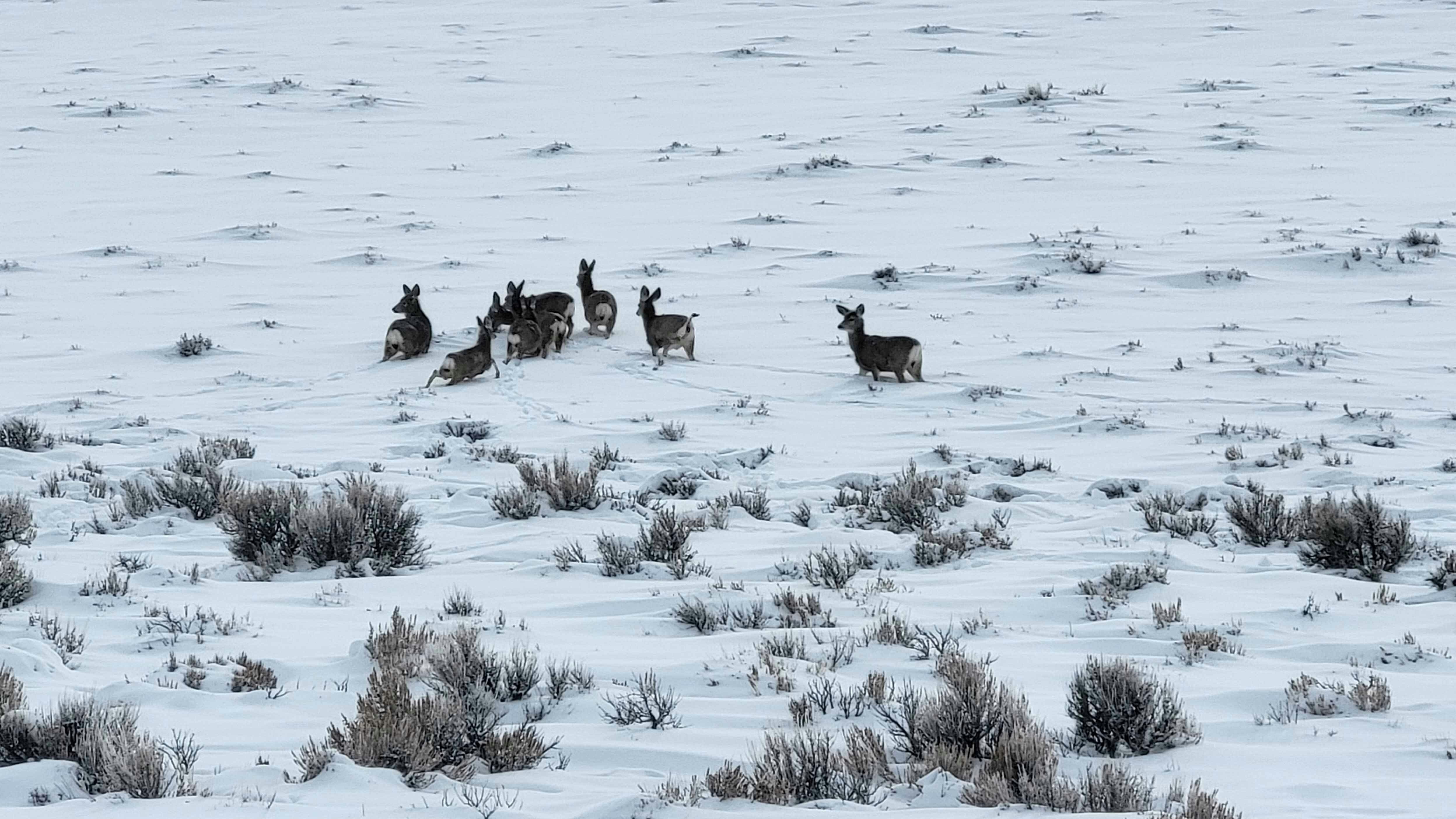 Mule deer from the Wyoming Range herd struggle to move about and find food, as much of their winter range is covered in deep, crusted snow.