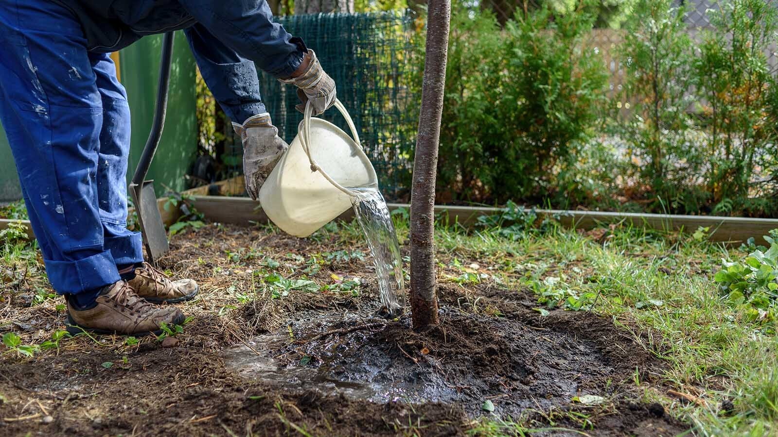 As unseasonably warm weather, dry winds and a lack of snow continue to plague most regions of Wyoming, people are watering their trees and fields as if it was spring or summer. Experts say it is vital to water in winter when temps soar above 40.