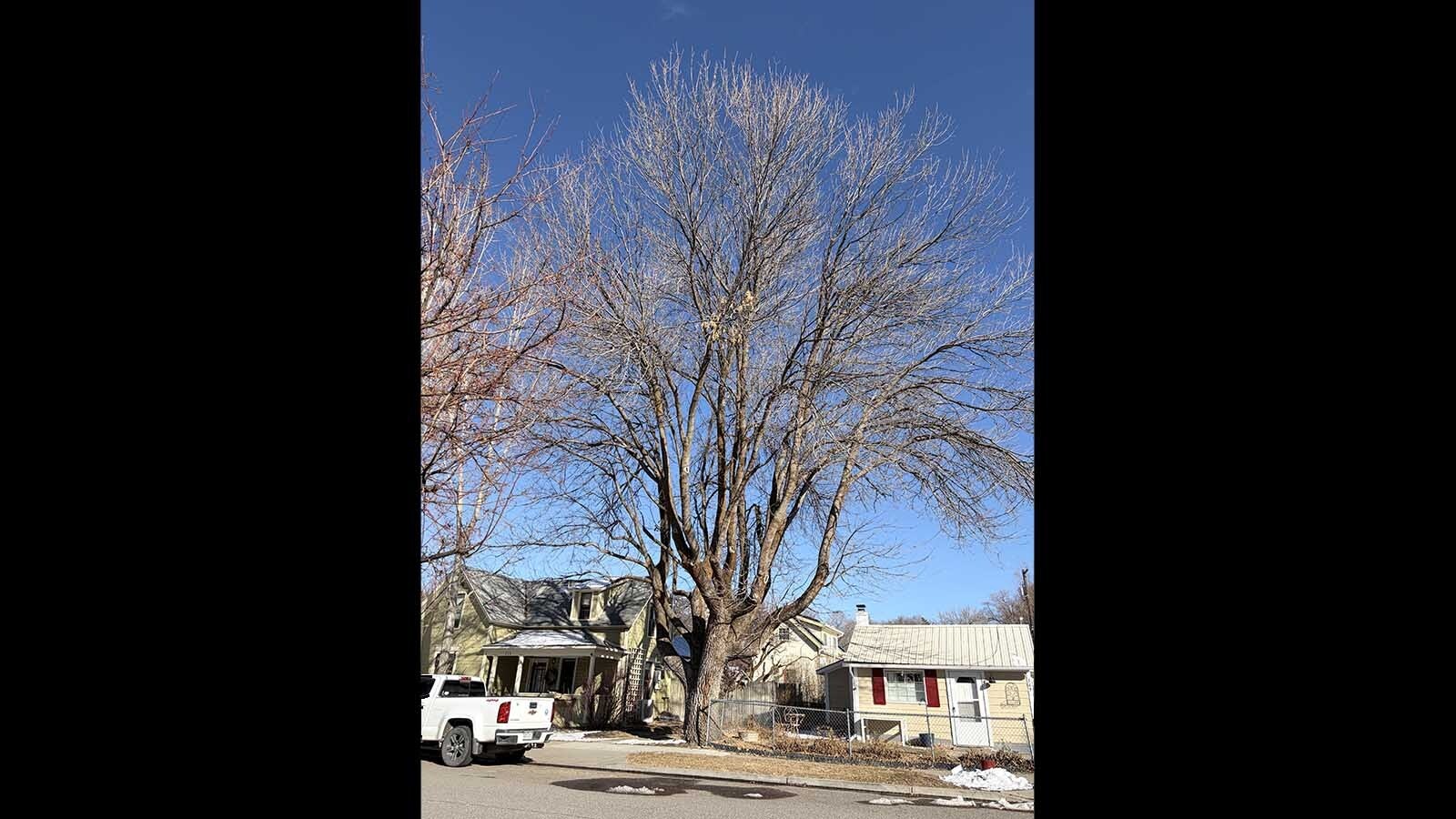 Horticulturist Shane Smith said that even ash trees could benefit from winter watering this year as the temperatures soar above freezing and there is no moisture to be gathered from snow.