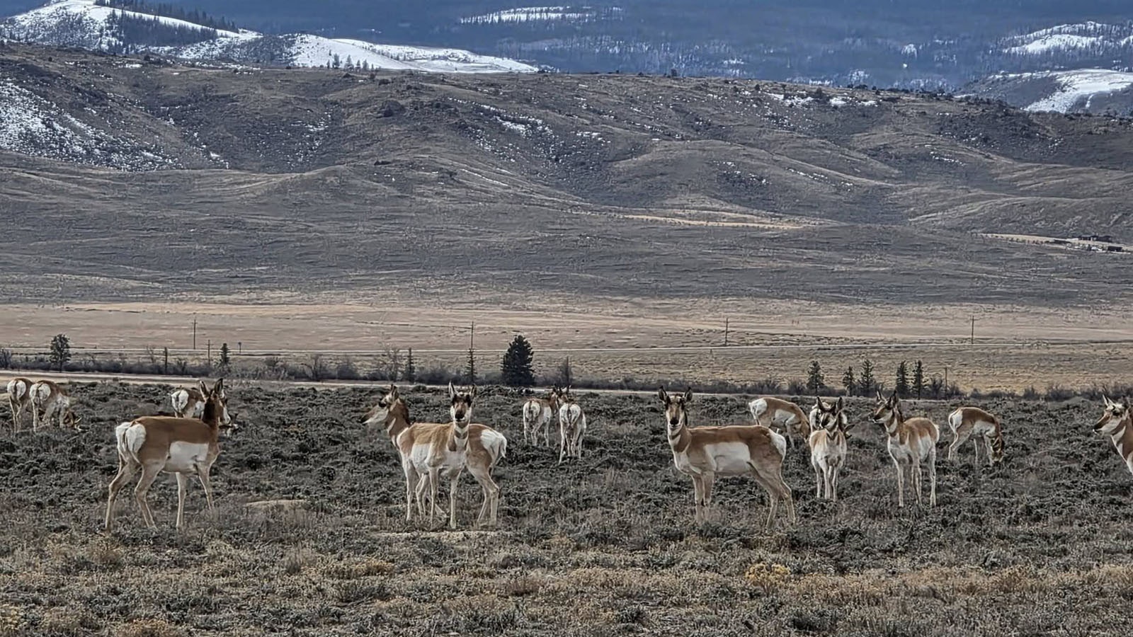 A fat and happy herd of pronghorn in Carbon County, Wyoming, on Feb. 16, 2026.
