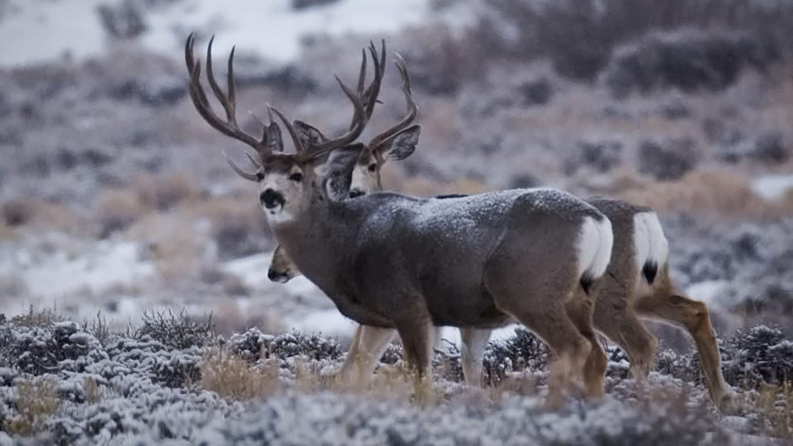 The legendary Wyoming Range mule deer herd was starving and freezing during the brutal winter of 2022-2023. With this year’s mild winter, the deer are getting chunky.