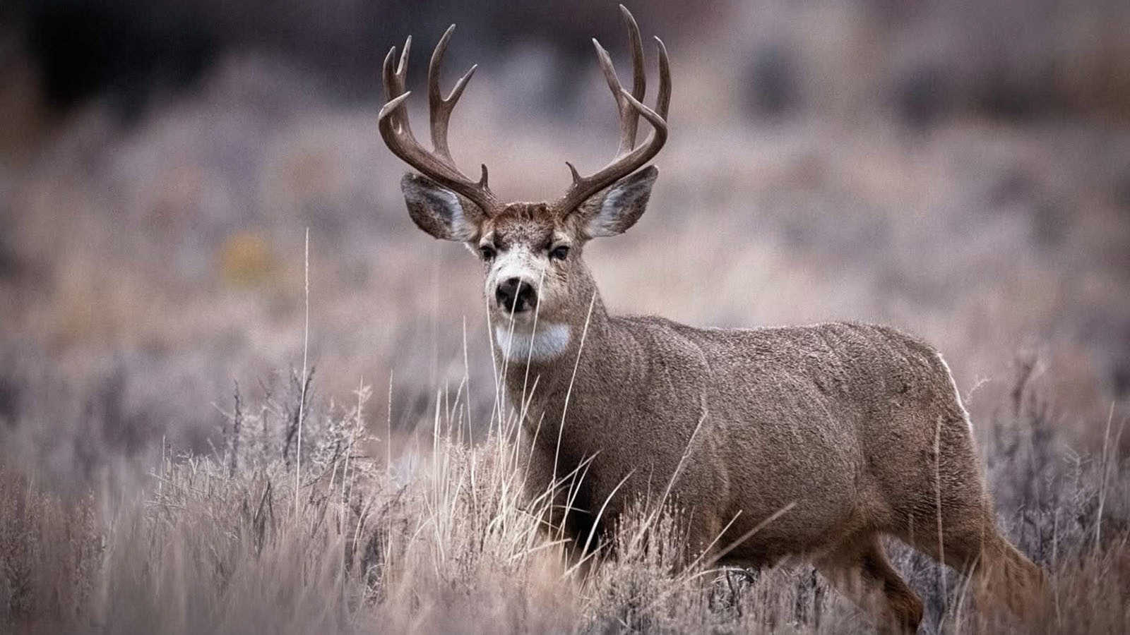 The legendary Wyoming Range mule deer herd was starving and freezing during the brutal winter of 2022-2023. With this year’s mild winter, the deer are getting chunky.
