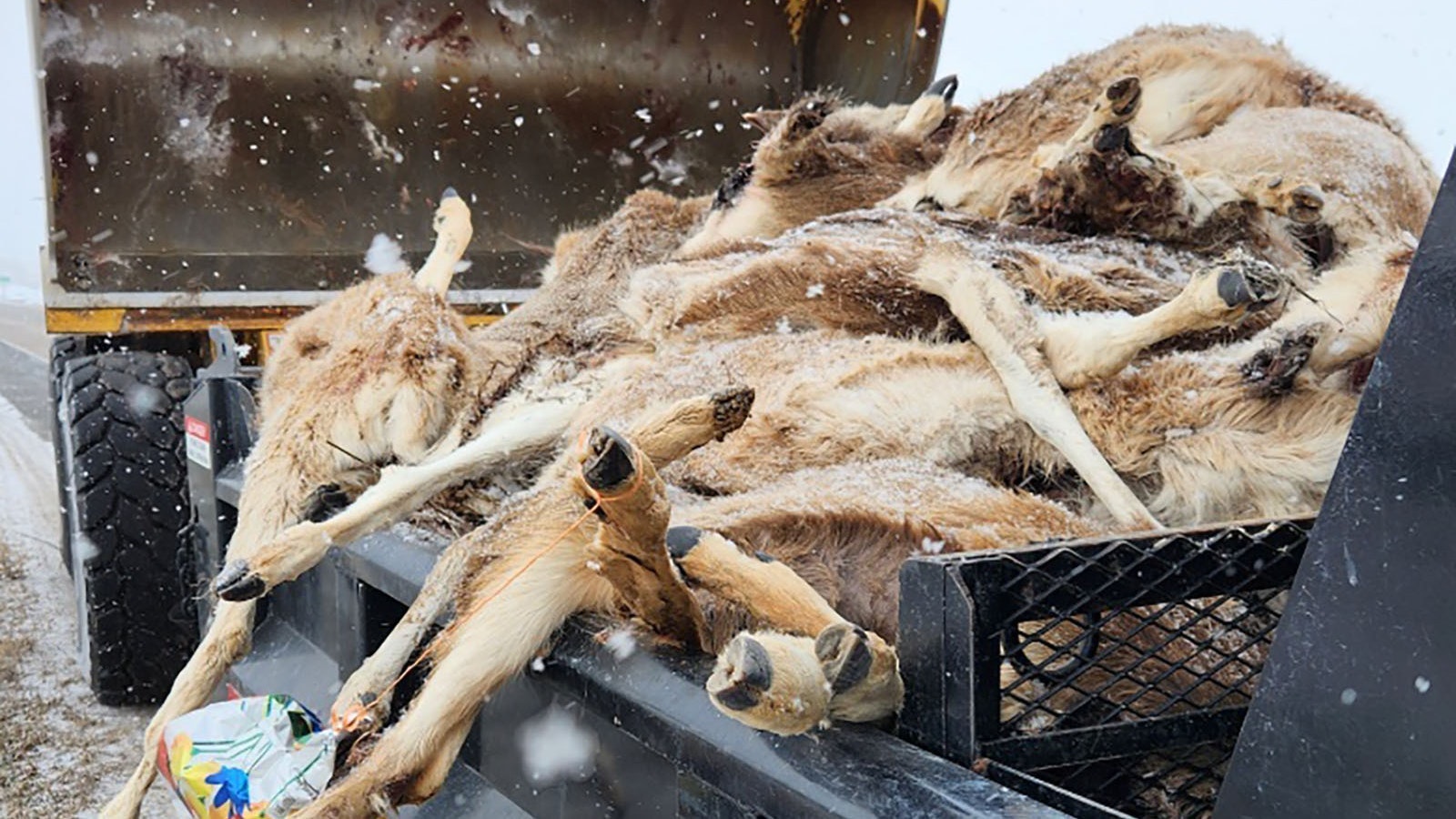 Winterkill deer carcases 6 24 23